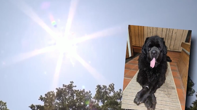 puppy.png 