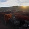 Riding along on the Green River Drift, the longest-running cattle drive left in Americ