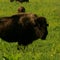 Inside restored grasslands with a bison herd 2 hours west of Chicago