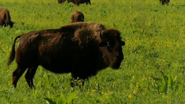 bison.jpg 