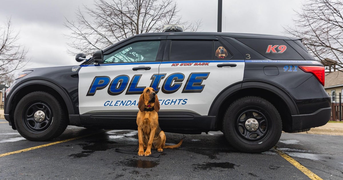 Glendale Heights police K9 Ivy to receive donation of body armor 