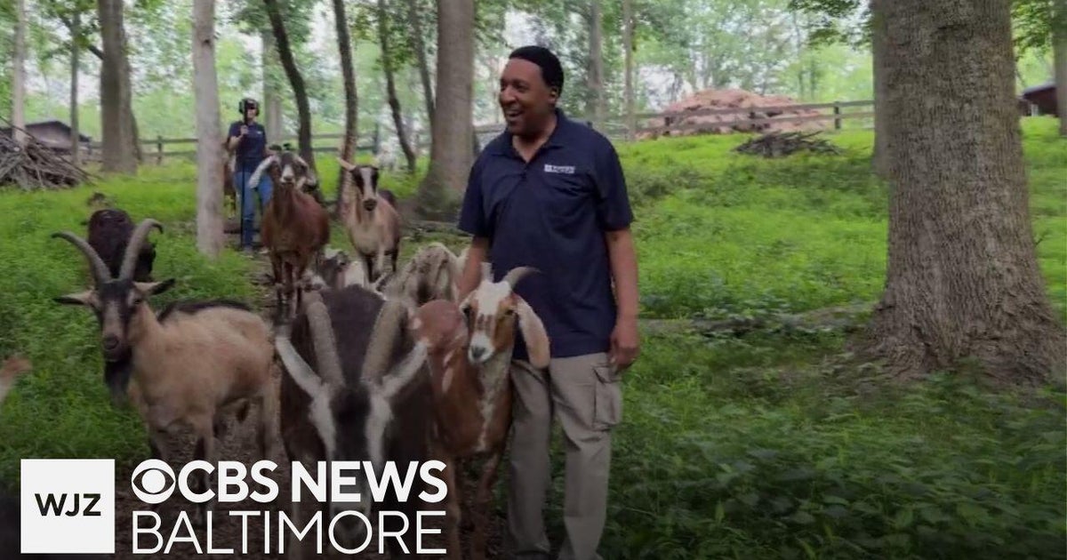 WJZ's Tim Williams chases his dream of being a goat farmer - CBS Baltimore