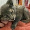 Rescue group takes in dozens of pets after deadly Texas floods