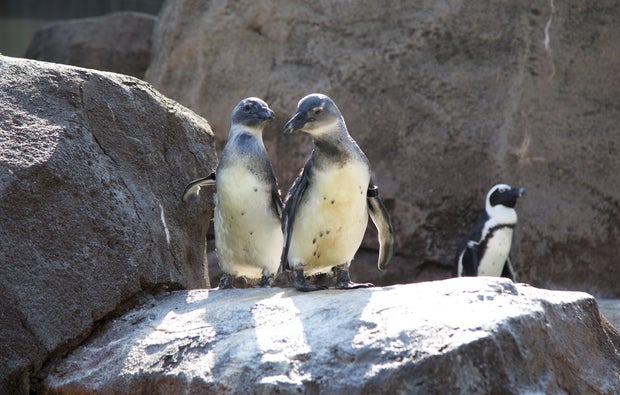 kdka national aviary oswald and nora 