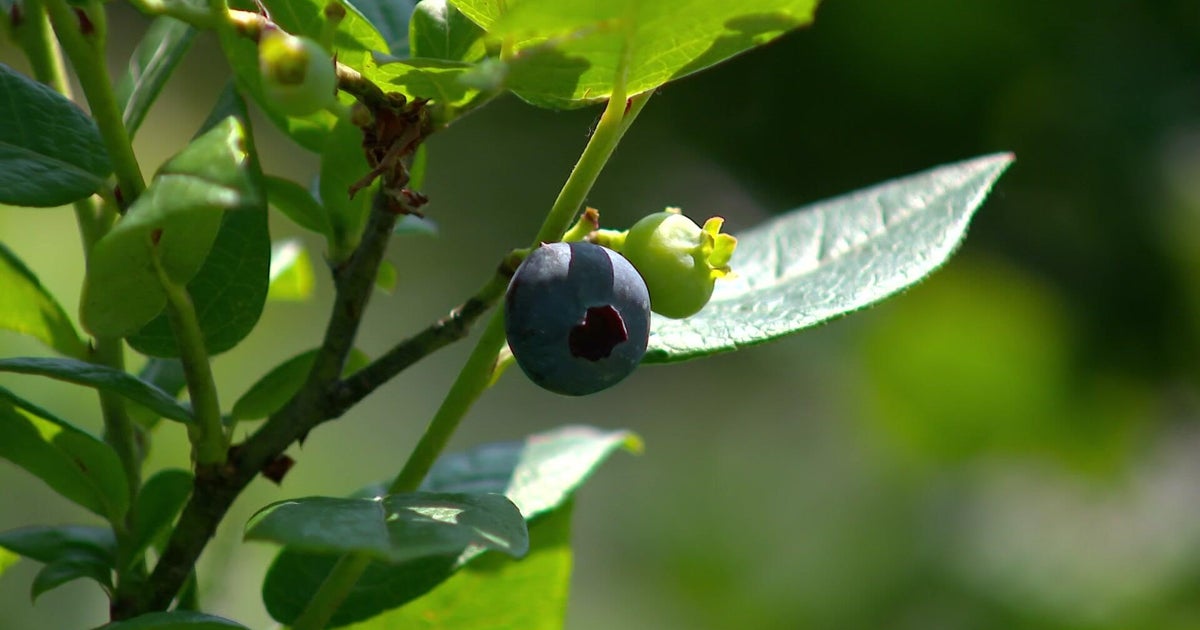 Stillwater blueberry farm sees fewer picking days, smaller crop this year 
