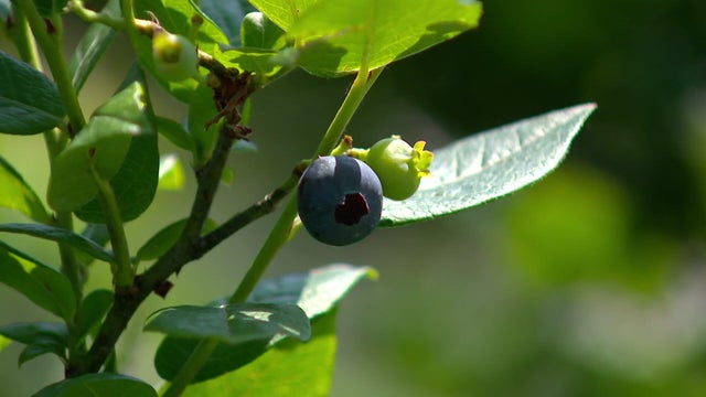 5p-pkg-blueberries-and-climate-change-wcco877z-1.jpg 