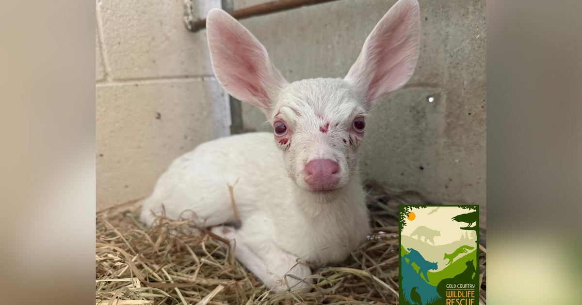 Albino deer fawn rescued in Northern California dies from injuries 