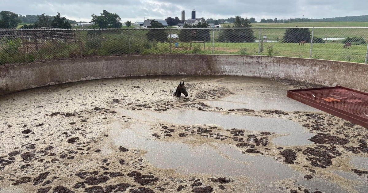 Horse stuck in manure pit rescued in Pennsylvania 