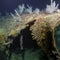Severed bow of famed U.S. ship torpedoed in WWII found on Pacific seafloor
