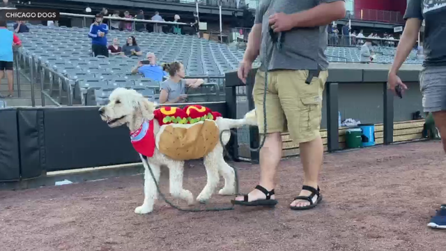 070825-bark-chicago-dogs-clean.png 
