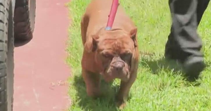 Woman airlifted after bitten by dog in Hialeah, police say - CBS Miami
