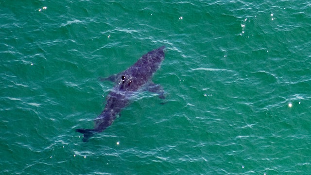 US-SHARKS-TOURISM-GREAT WHITE SHARKS 