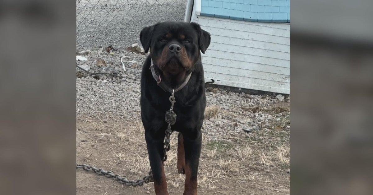 Carnegie man charged after three dogs left outside in heat 