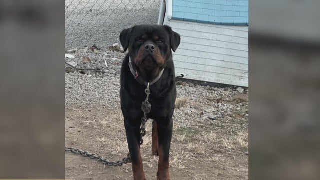 kdka carnegie animal cruelty 