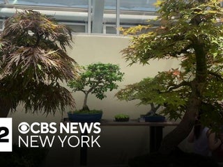 indoor bonsai varieties Bonsai Starter Kit