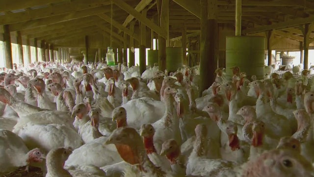 kdka pounds turkey farm 