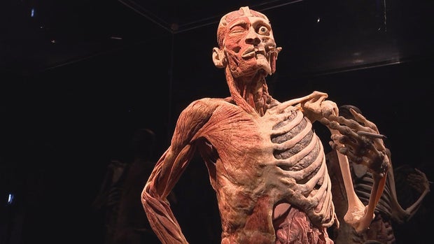 16pkg-ss-f-i-bodyworlds-transfer-frame-1854.jpg 
