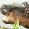 Moo Deng the hippo celebrates 1st birthday