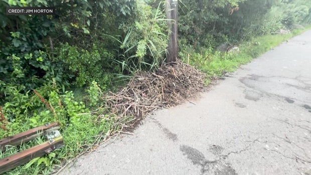 The remnants of an osprey nest on the ground by a utility pole 