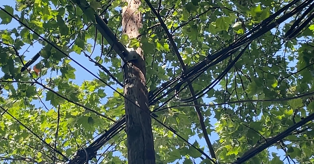 Brooklyn residents demand city action over dangerous tree 