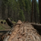 Trump admin. wants to increase logging on federal land. Not everyone agrees.