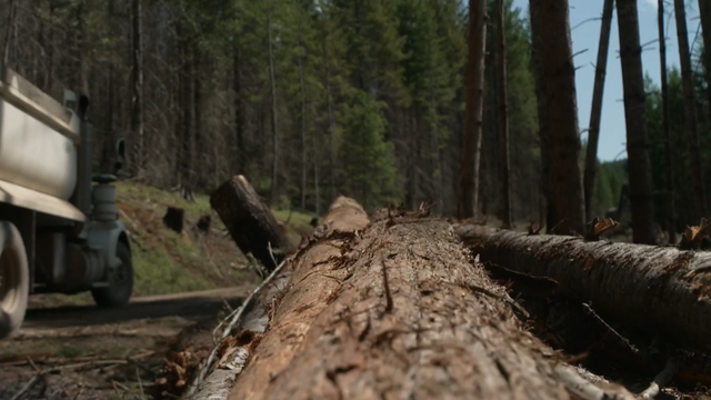                        Trump administration wants to increase logging on federal land. Not everyone agrees.                   