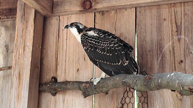 A young osprey in an enclosure 