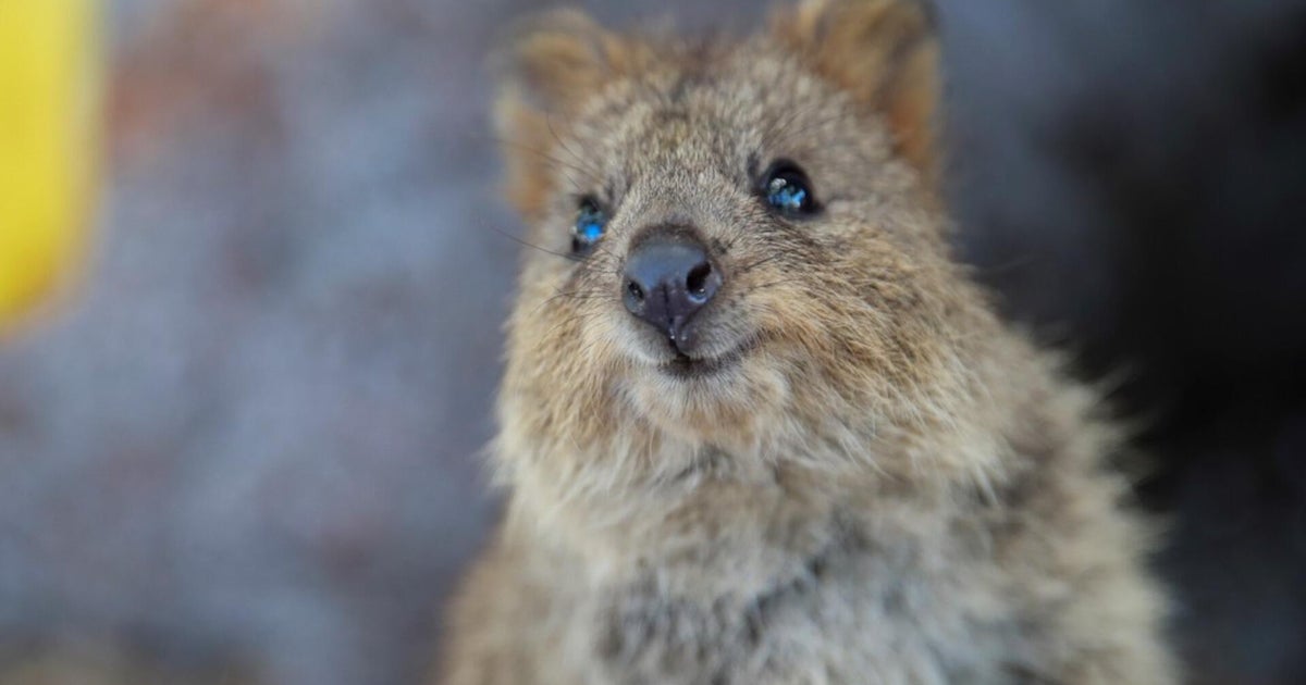 The smiling quokkas winning over the world