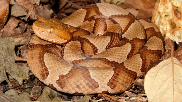 Copperhead snake 