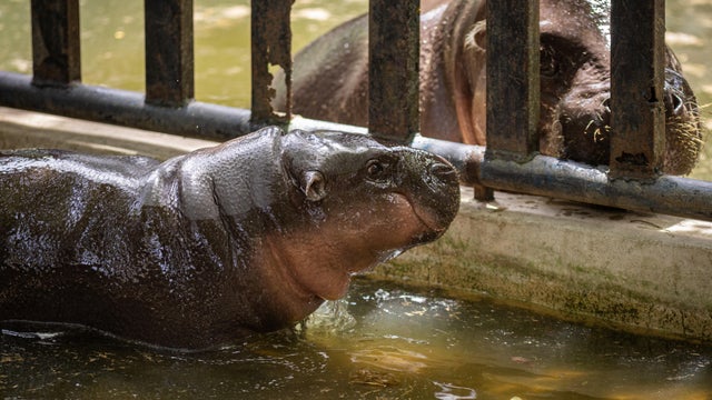 Moo Deng, World Famous Pygmy Hippo, Celebrates First Birthday 