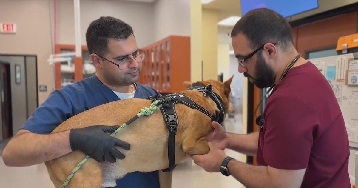 Bay Area company tests pill that could help senior dogs live longer 