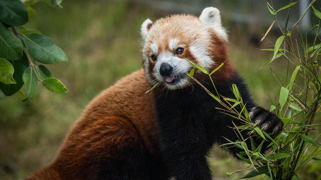 tenzing-red-panda-sf-zoo-071125.jpg 