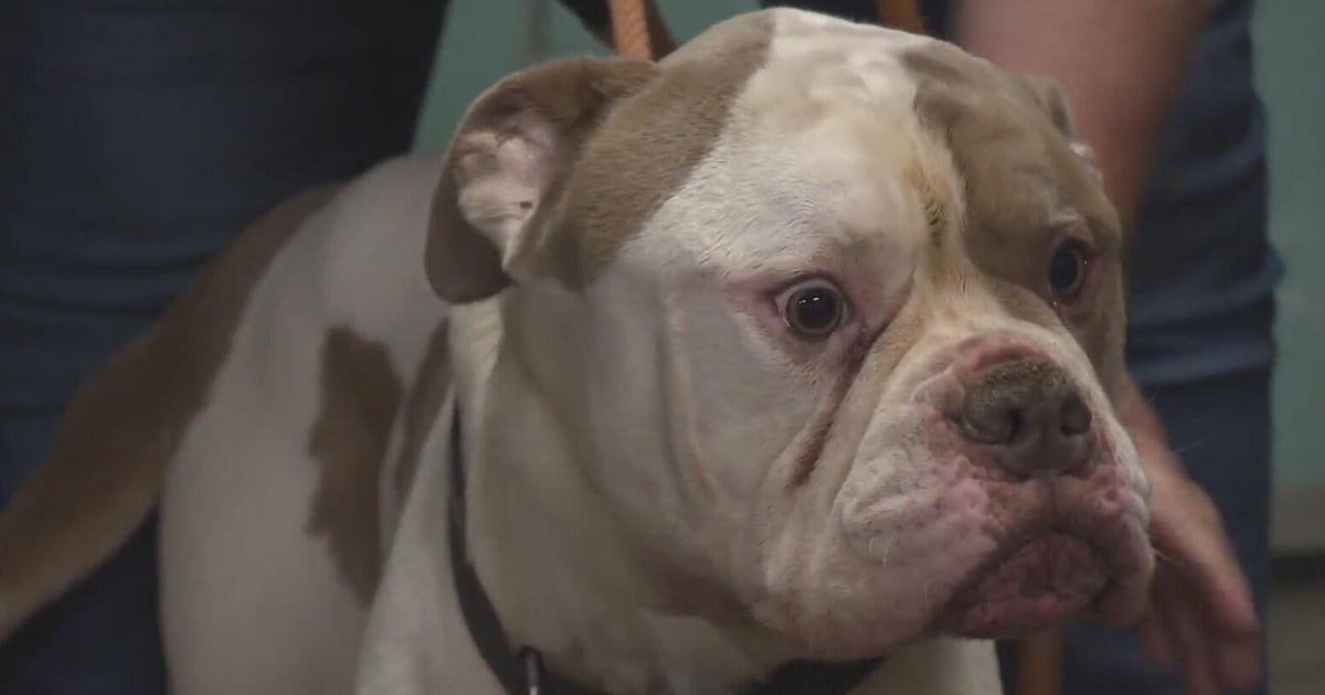 3 dogs found abandoned in separate cases in McKeesport 