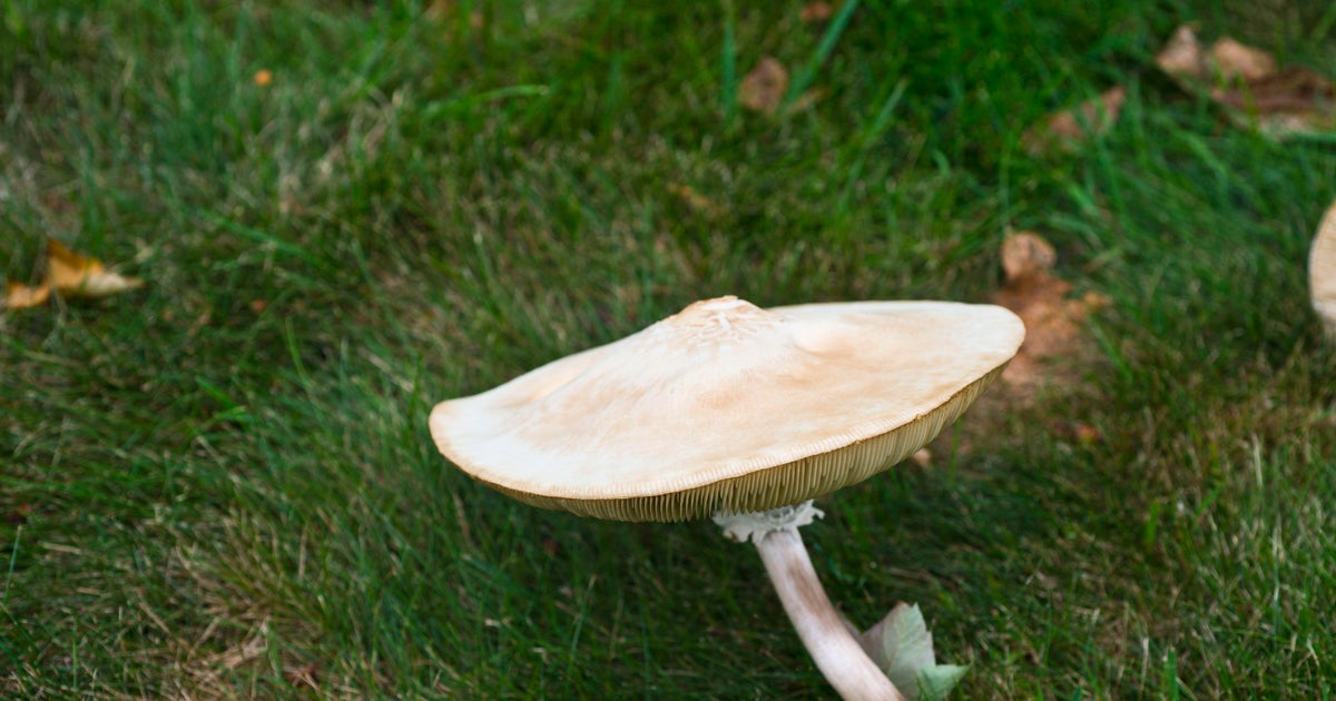 Minnesota poison control sees increase in calls for mushroom exposure