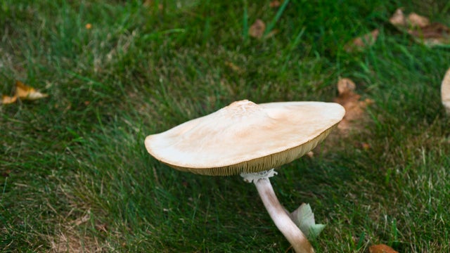 Minnesota, Amanita Mushroom 