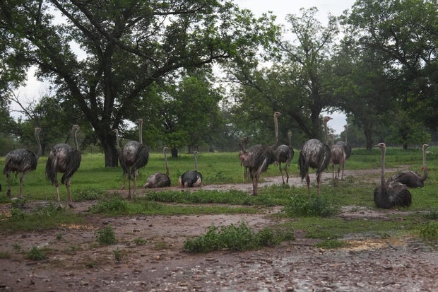 Climate Texas Floods Farmers