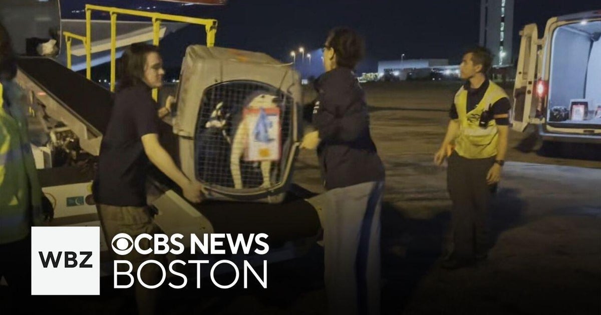 50 cats, dogs from Texas floods available to adopt at Massachusetts ...