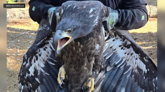 6p-p-sierra-eaglet-resc-kmaxdq5e.jpg 