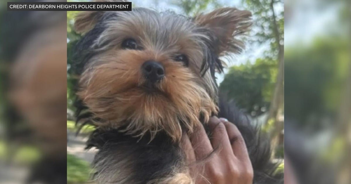 Dearborn Heights police searching for suspected stolen puppy 
