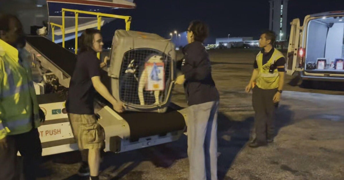 US Shelters Aid Pets Displaced by Texas Floods