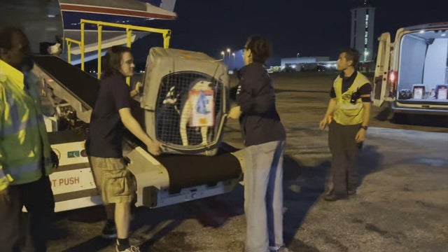 texas-animal-rescues-arrive-pkg-frame-35.jpg 