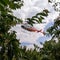 The secret to a successful cherry crop? Helicopters