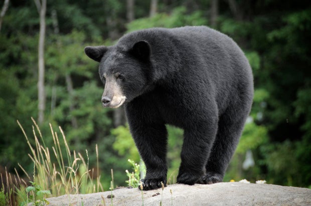 Black bear in the wilderness on a rock 