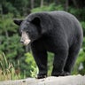 Florida black bear hunt spurs outcry, conservation efforts amid lottery for permits 