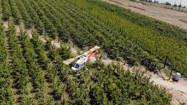 cherry-helicopter.jpg 