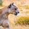 Nature: Pumas in Patagonia