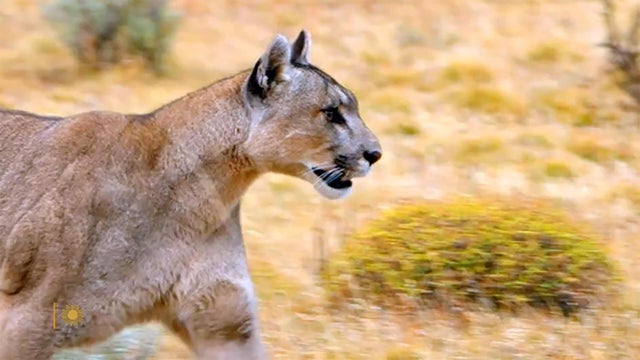 nature-pumas-1920.jpg 