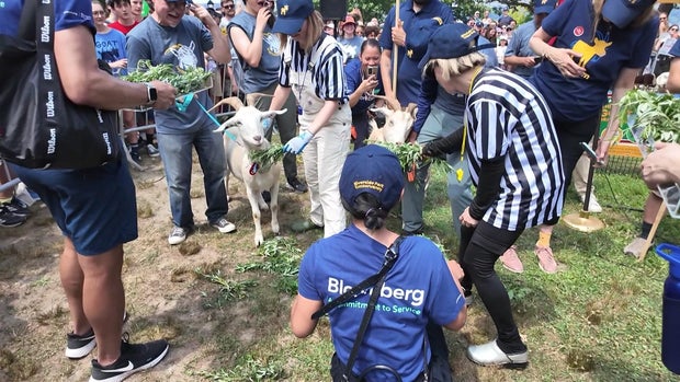 Goats eat packets of mugwort as referees and onlookers watch. 