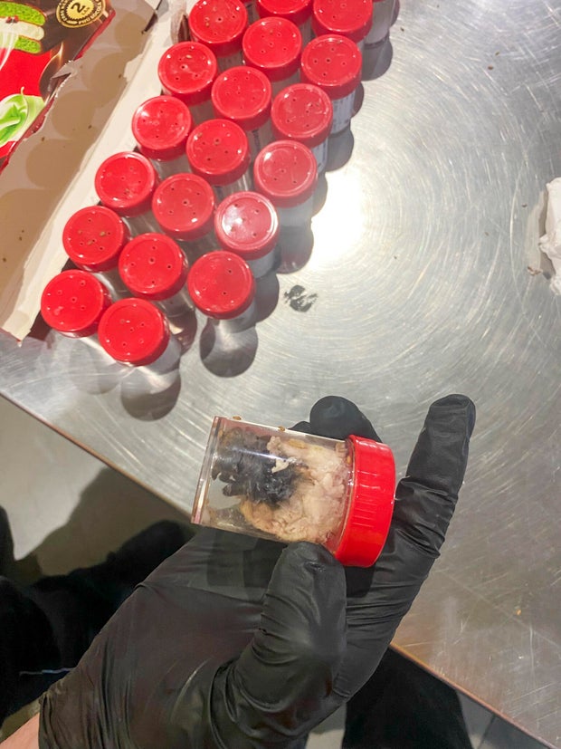 Germany Smuggled Spiders