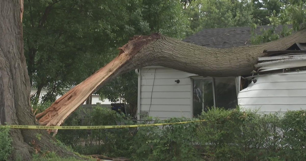 Tree falls on Dearborn Heights home during storm, leaving cat unaccounted for - CBS Detroit